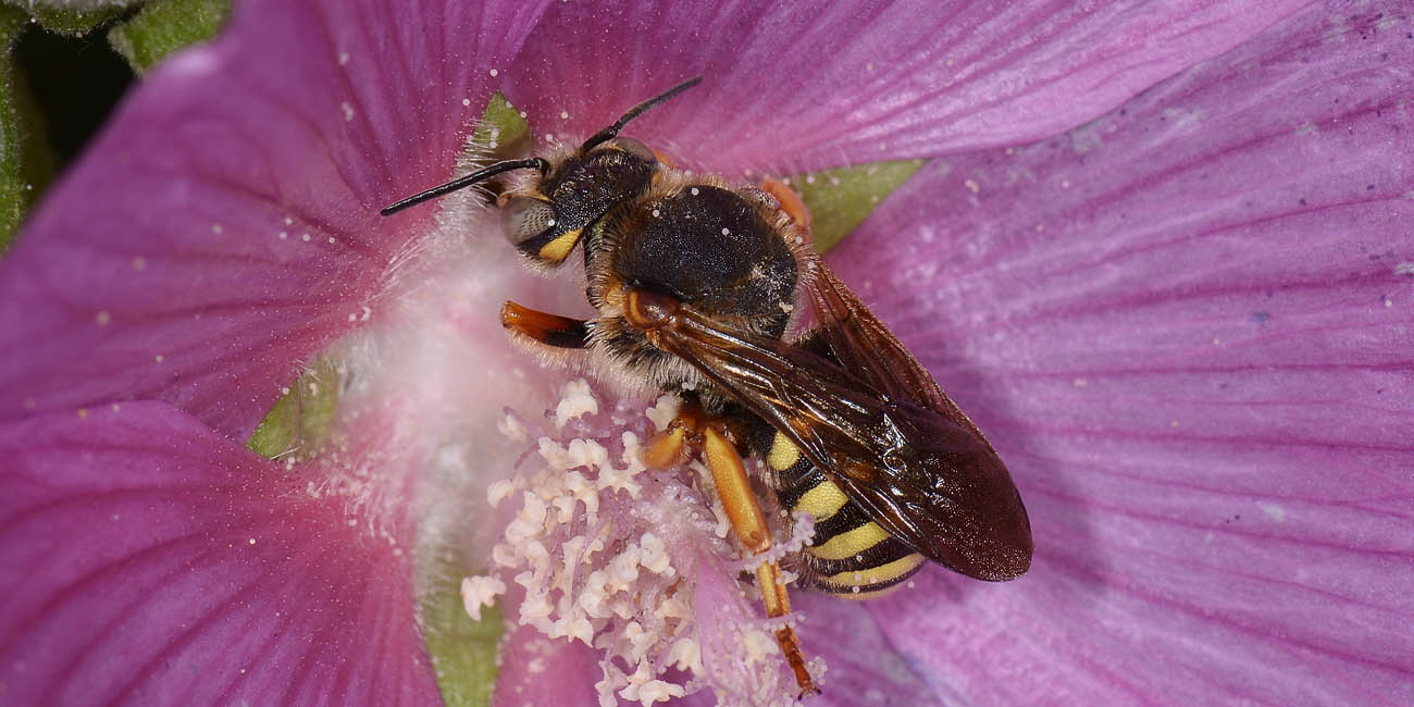 Apidae Megachilinae da id.